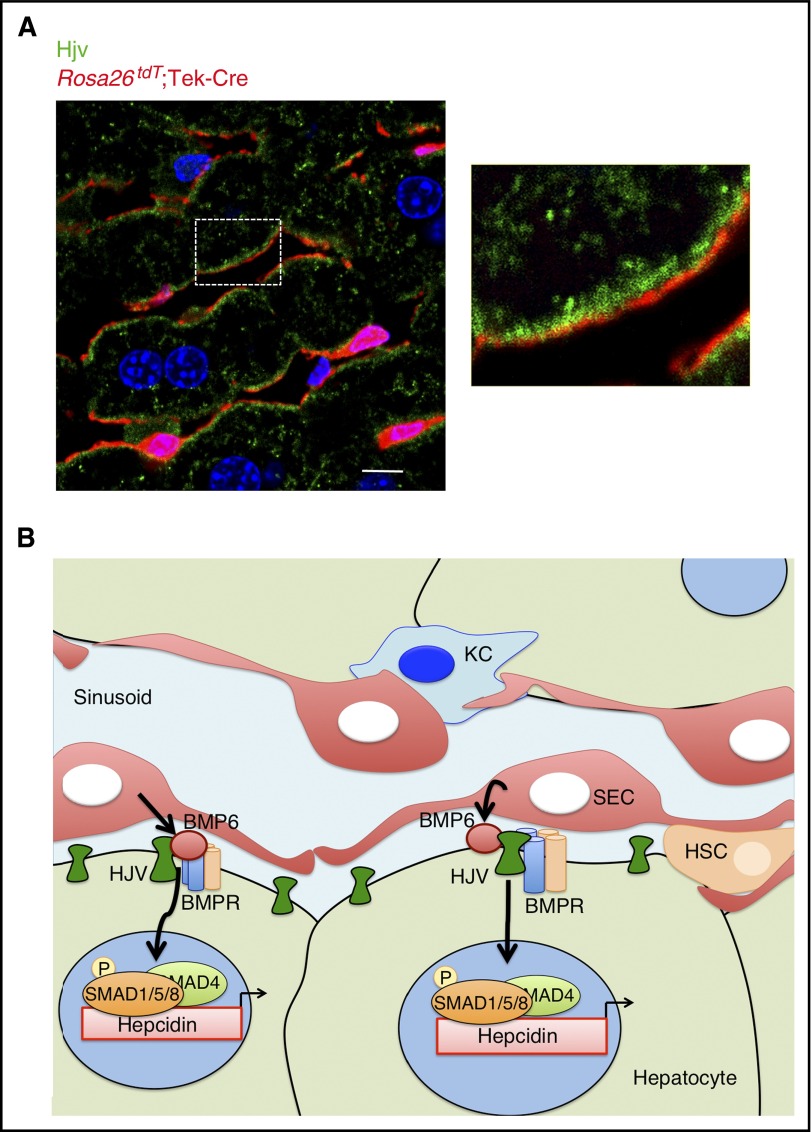 Figure 6.