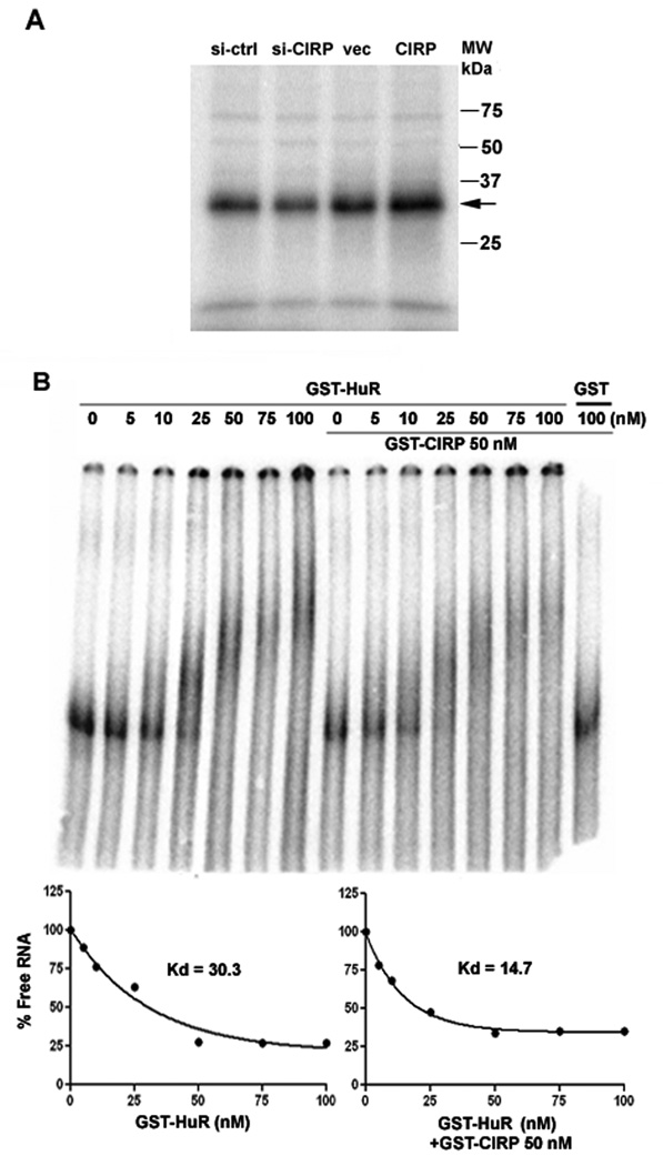 Fig. 5