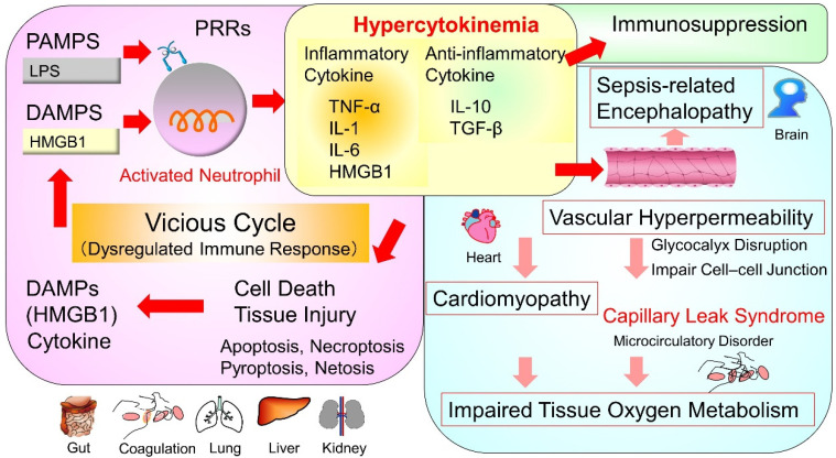 Targeting Cytokines, Pathogen-Associated Molecular Patterns, and Damage ...