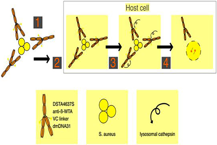 FIGURE 2