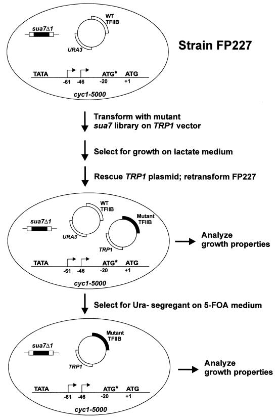 FIG. 1