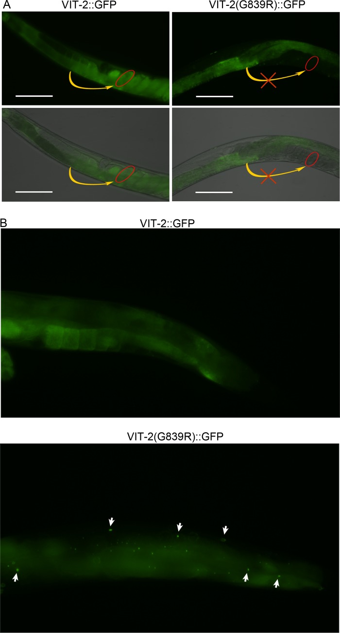 FIG 3 