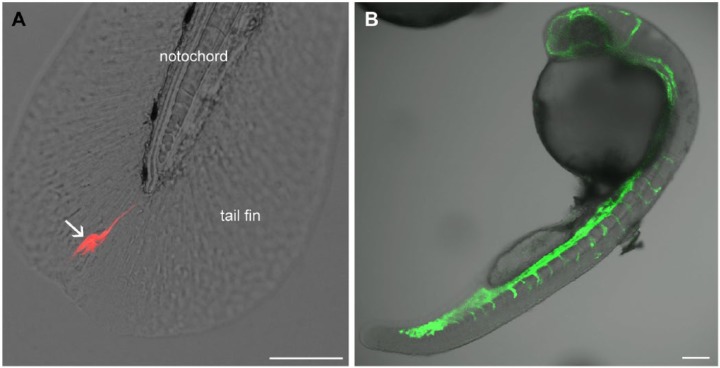 Figure 3.