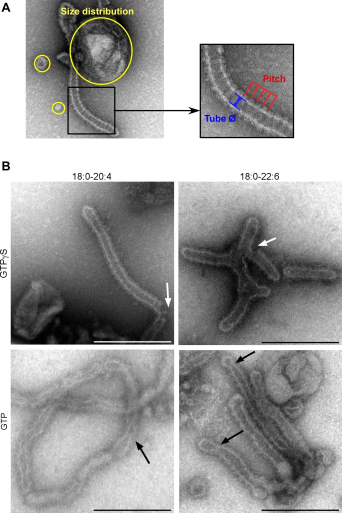 Figure 4—figure supplement 1.