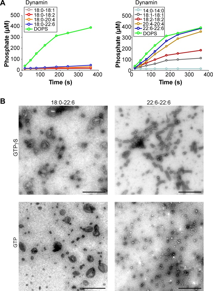 Figure 1—figure supplement 1.