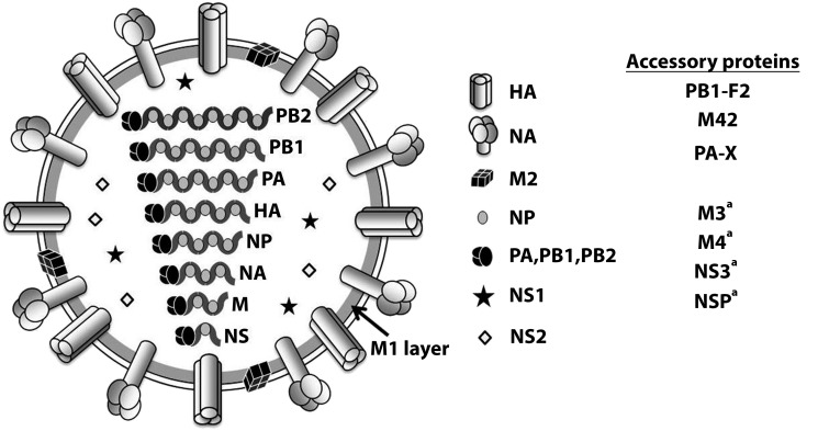 FIGURE 4—