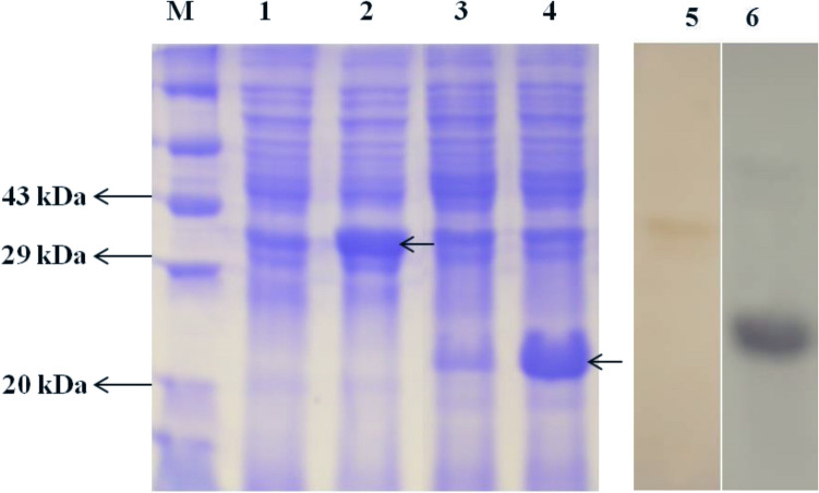 Fig. 5