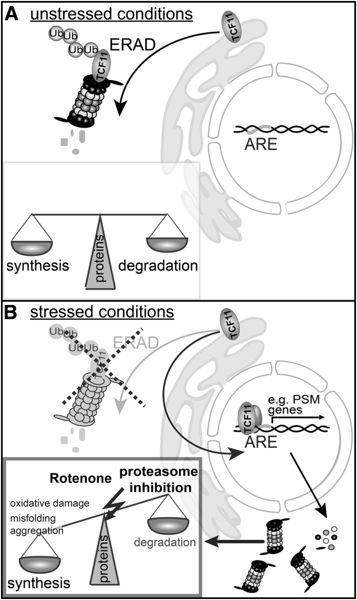 FIG. 8.