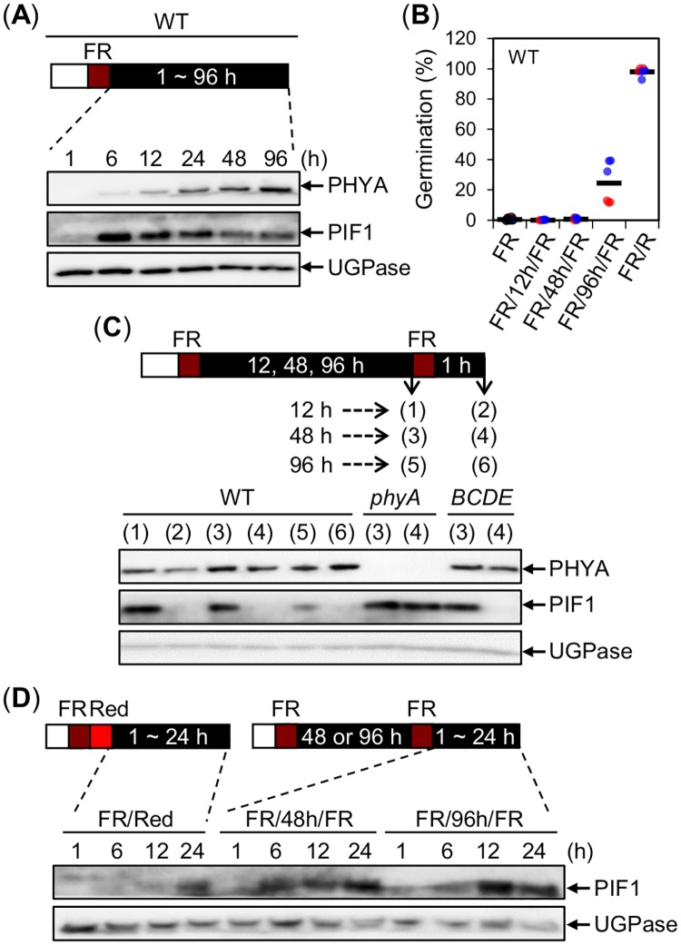 Fig 5