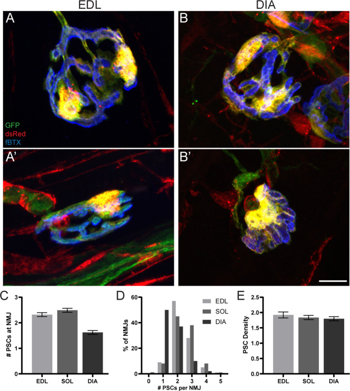 Figure 4—figure supplement 1.