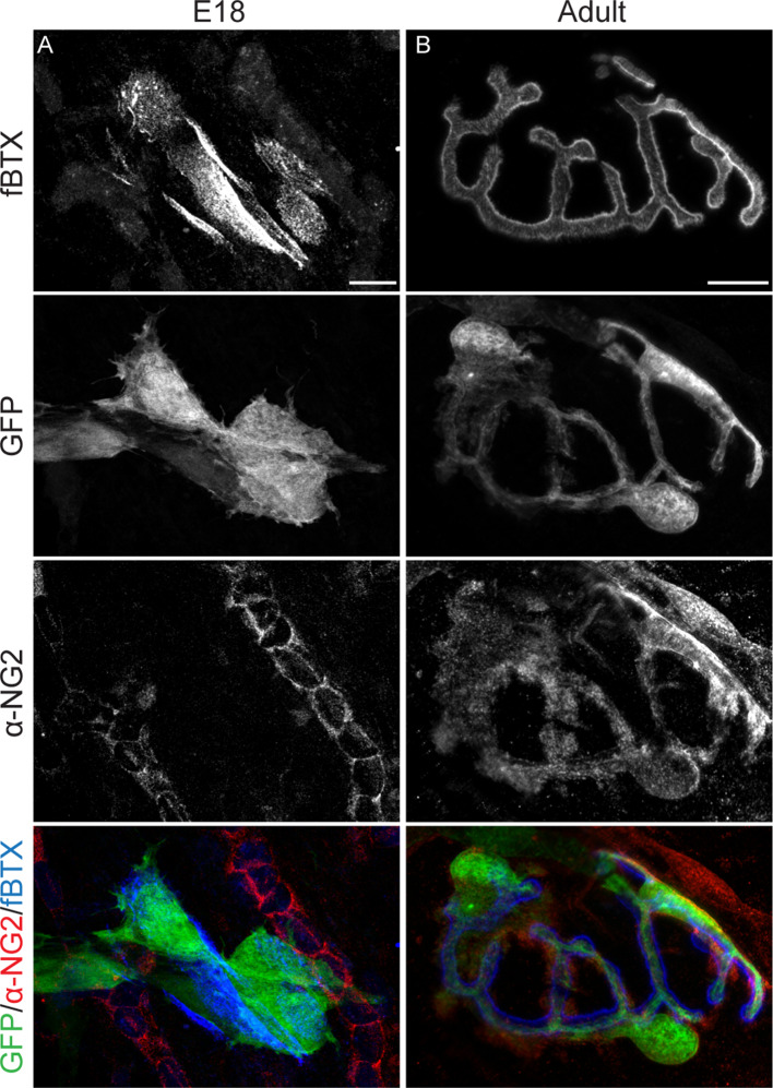 Figure 3—figure supplement 2.