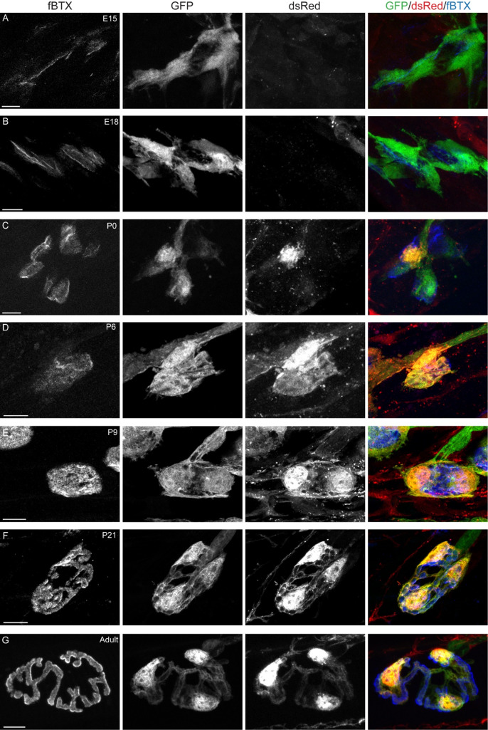 Figure 3—figure supplement 1.