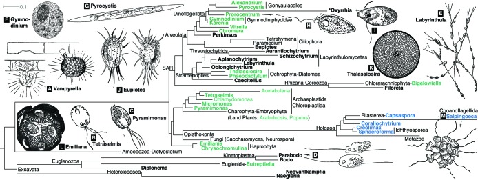 FIGURE 1: