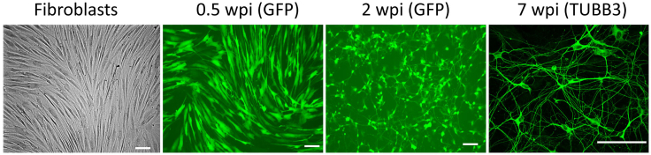 Figure 3