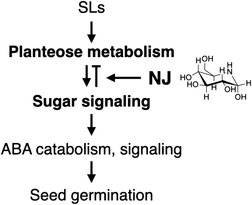 Fig. 2. Hypothetical scheme of the germination process of O. minor and the MoA of NJ. SLs induce planteose metabolism to provide glucose required to promote the gemination process. There might be a feedback regulation of planteose metabolism by products through sugar signaling. NJ, as a glucose mimic, disrupts sugar signaling and ongoing planteose metabolism. Accordingly, ABA catabolism and signaling, key processes in germination, are suppressed.