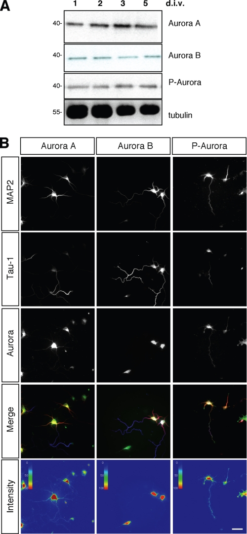 FIGURE 1.