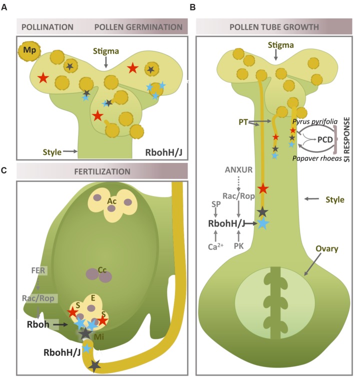 FIGURE 2