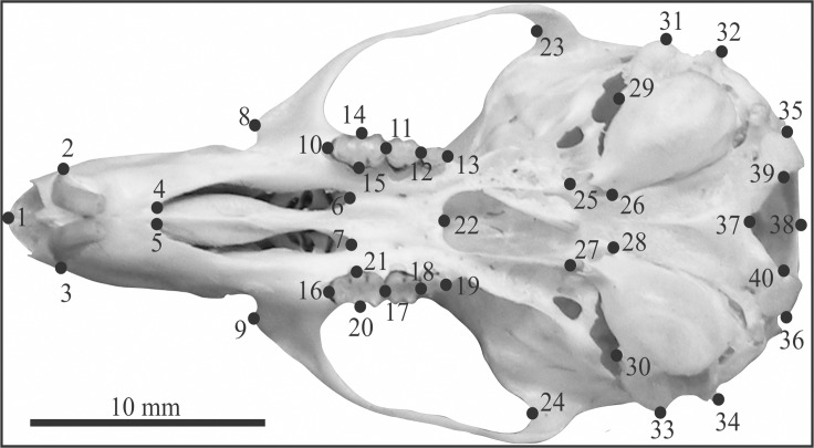 Fig 2