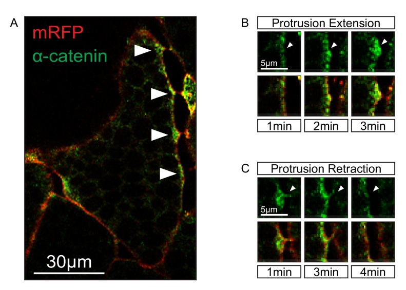 Figure 7—figure supplement 1.