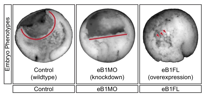 Figure 9—figure supplement 1.