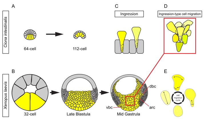 Figure 11.