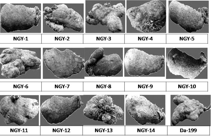 Fig. 2