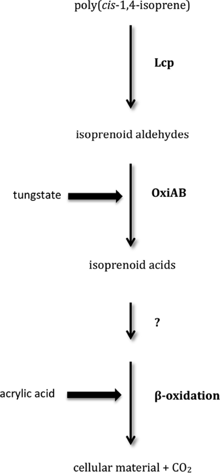 Fig 5