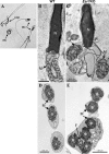FIG. 2.