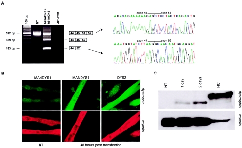 Figure  3