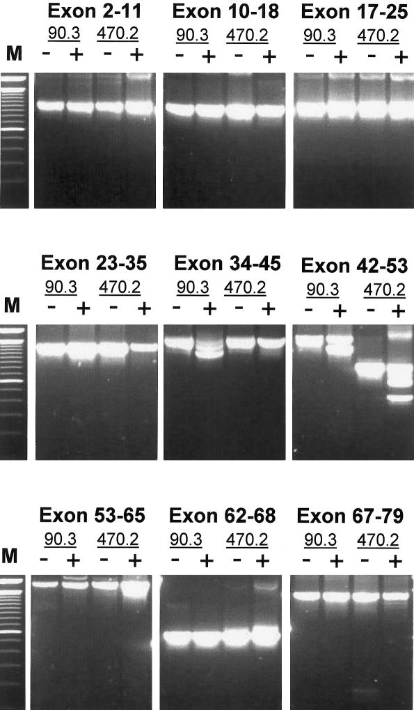 Figure  4