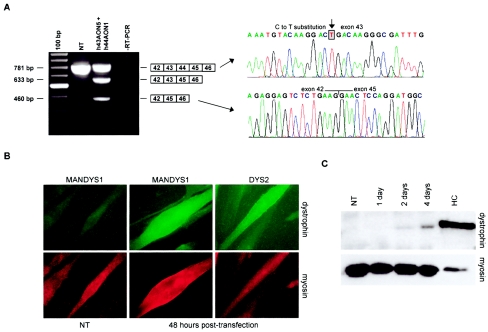 Figure  2