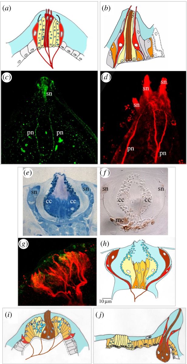 Figure 1.