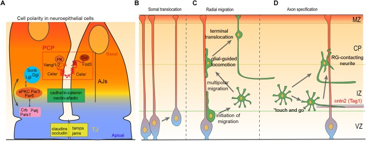 FIGURE 1