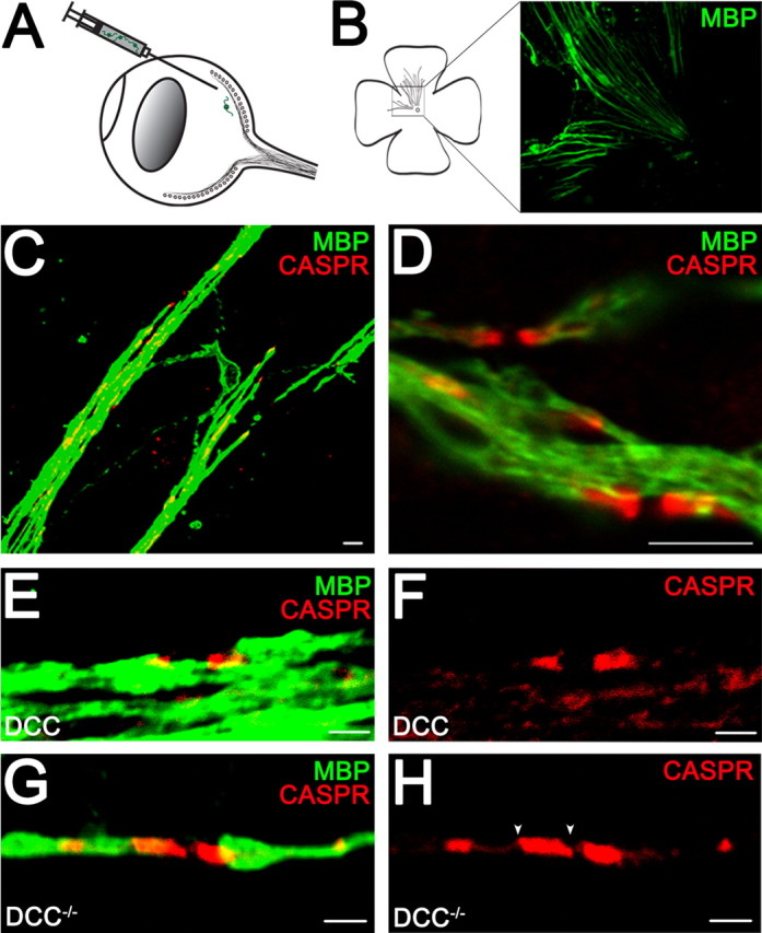 Figure 10.