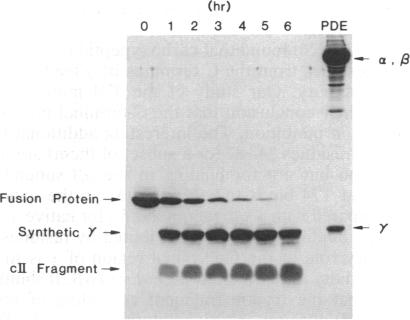 graphic file with name pnas00280-0131-a.jpg