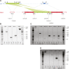 Figure 2—figure supplement 5.