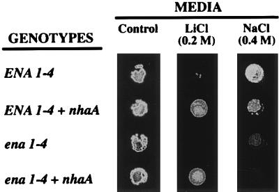 FIG. 2