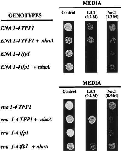 FIG. 6