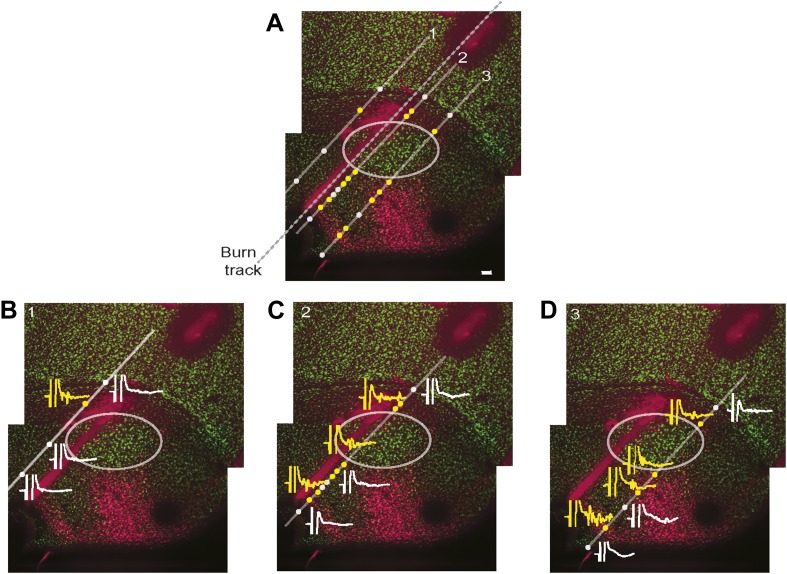 Figure 7—figure supplement 1.