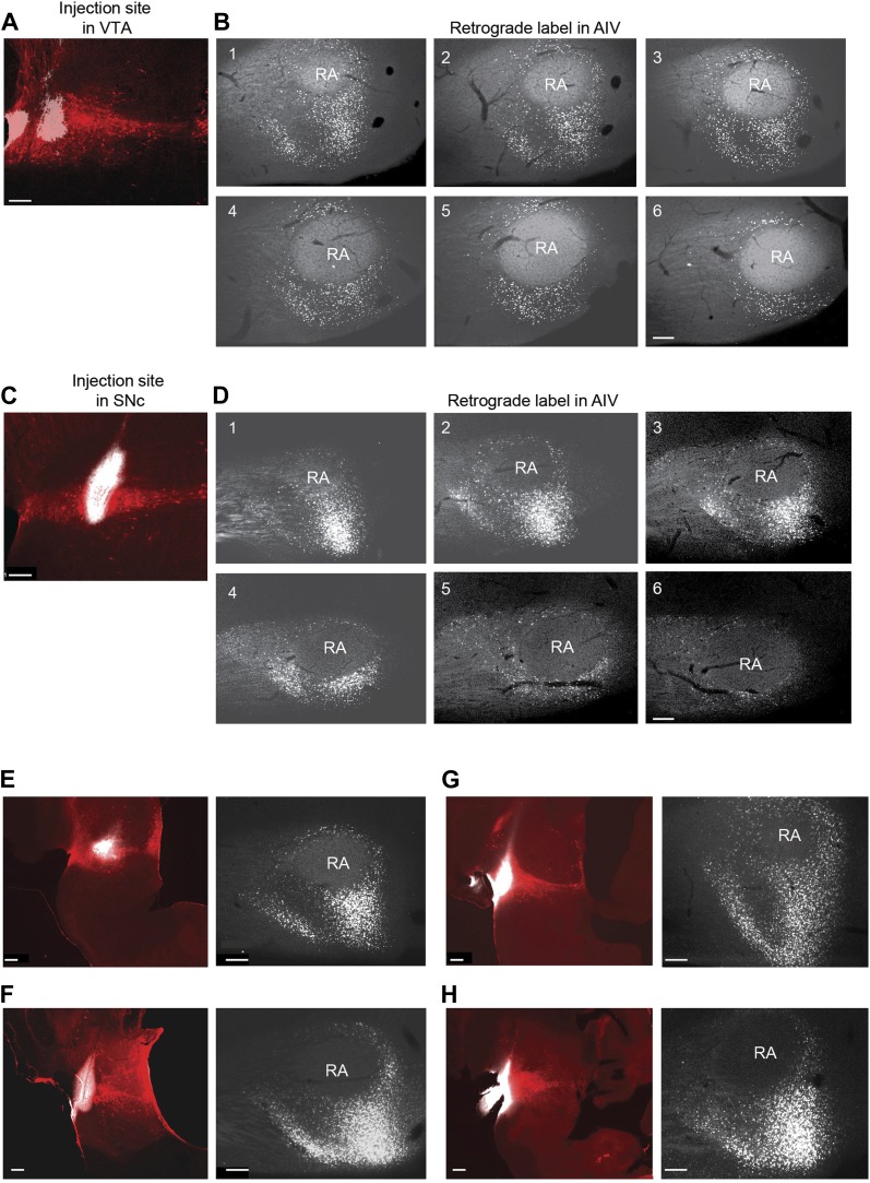 Figure 1—figure supplement 1.