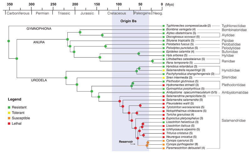 Recent introduction of a chytrid fungus endangers Western Palearctic ...