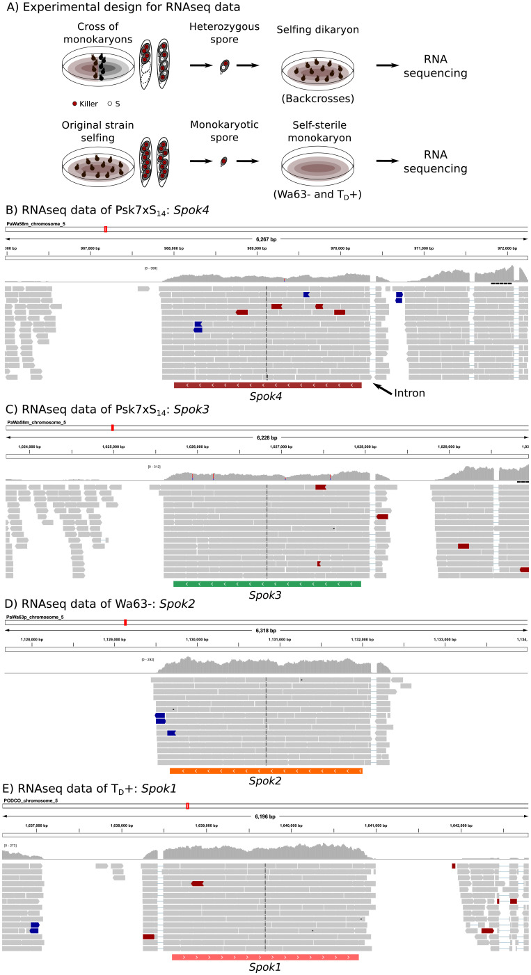 Figure 2—figure supplement 2.