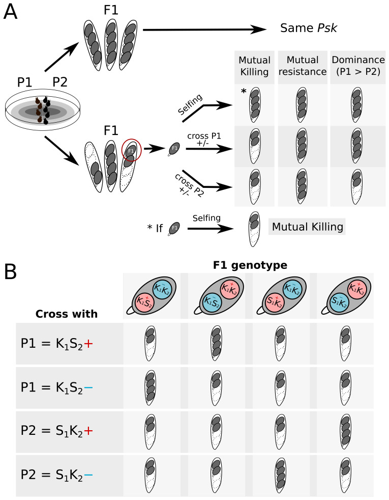 Figure 4—figure supplement 4.