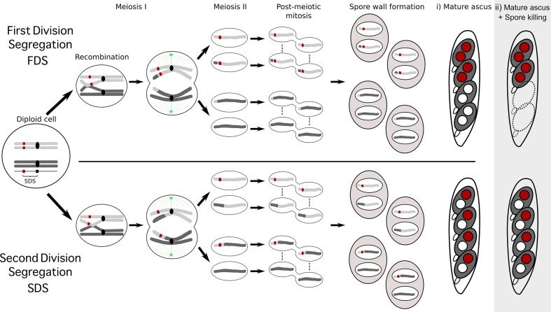 Box 1—figure 1.