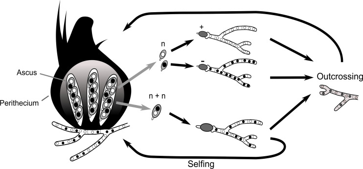 Appendix 1—figure 1.