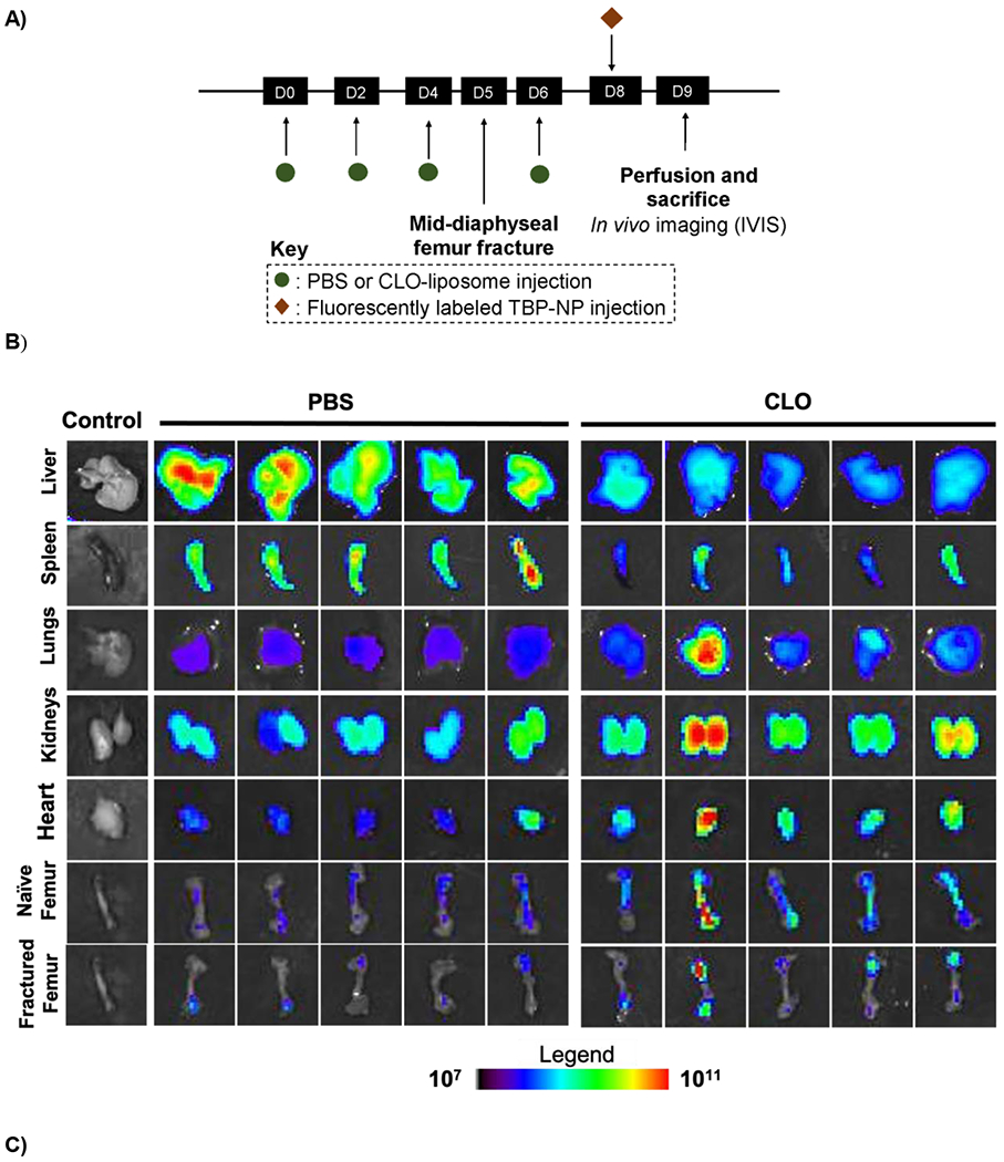 Figure 3: