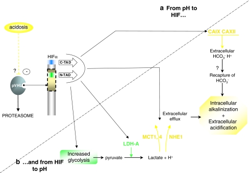 Fig. 6