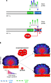 Fig. 3