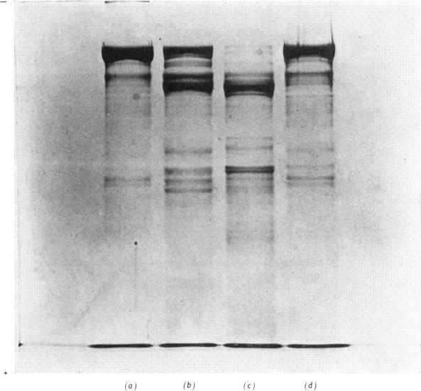 PLATE 4