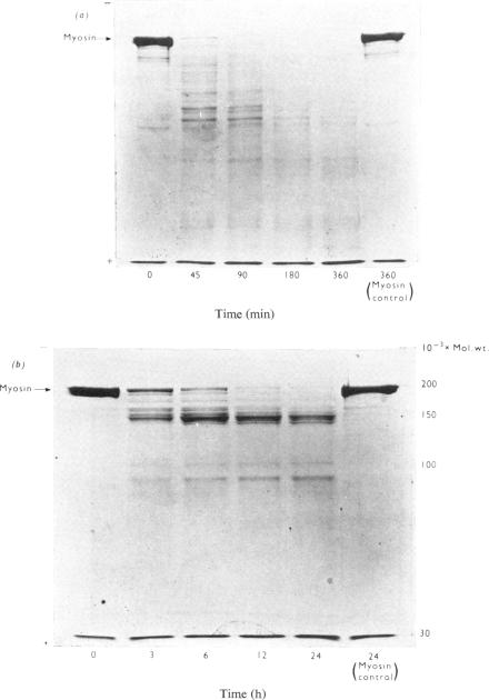 PLATE 1